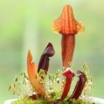 100Pcs Interesting Insectivorous Plant Seeds Common Nepenthes Fly Trap Dionaea Muscipula Seeds for Home Gardening – Nepenthes