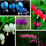 10Pcs Perennial Herbs Rare Bleeding Heart Seed Dicentra Spectabilis Beautiful Heart-Shaped Flower Plant Seeds