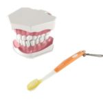 With Removable High-Grade Teaching Model Oral Care Dental Teeth Model Toothbrush